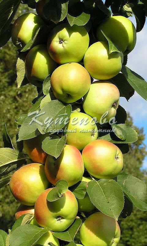 ���� �������. ������� �������� ��������. �������� �������� 2-�, 3-� �����. ������������ � ������� ��������. �������