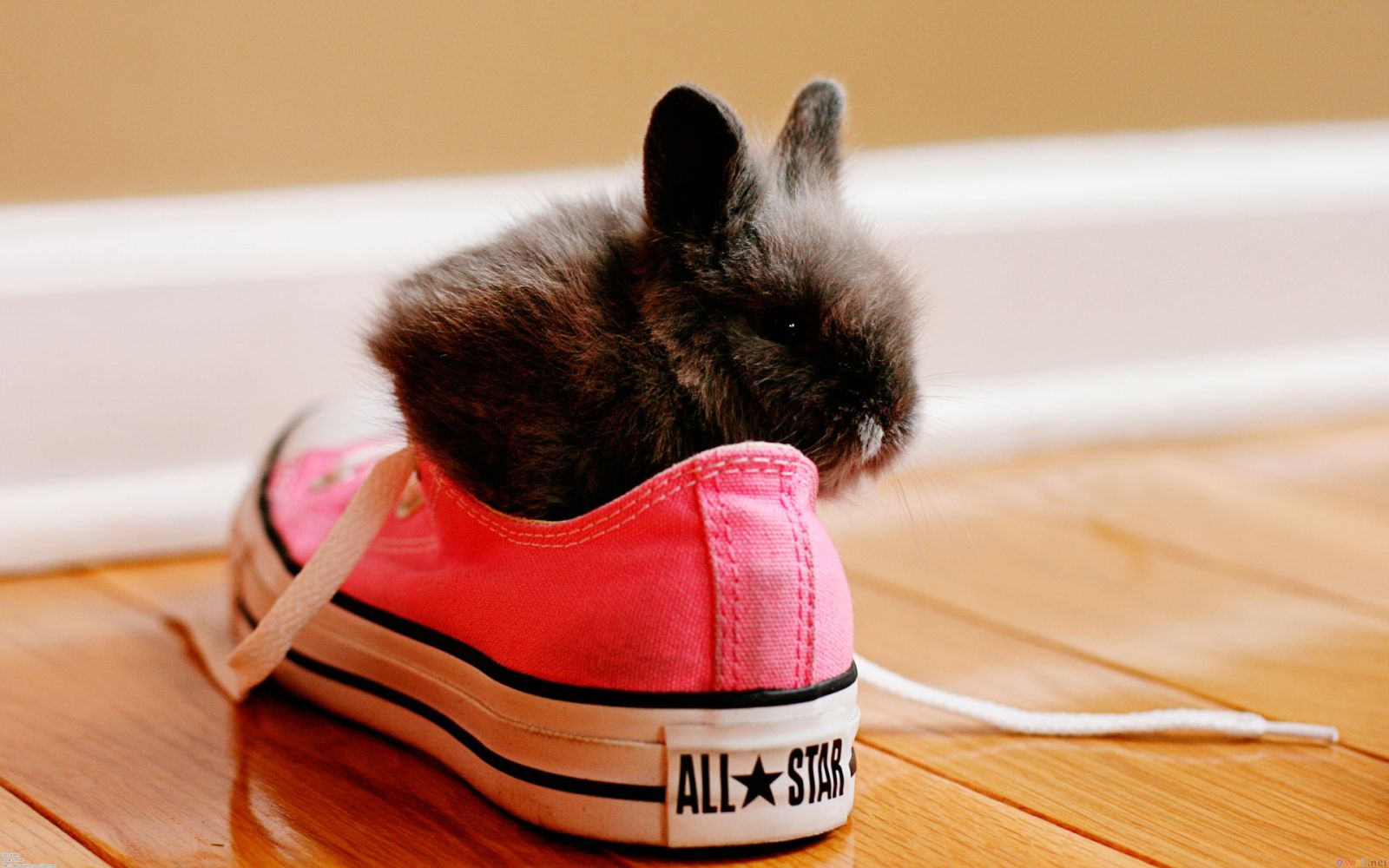 ���� �������. ���� �� ��������� � ����! ������� � ������� ��������� ����� �� Bagtop. ������� �������! ����� ����! ����� 8