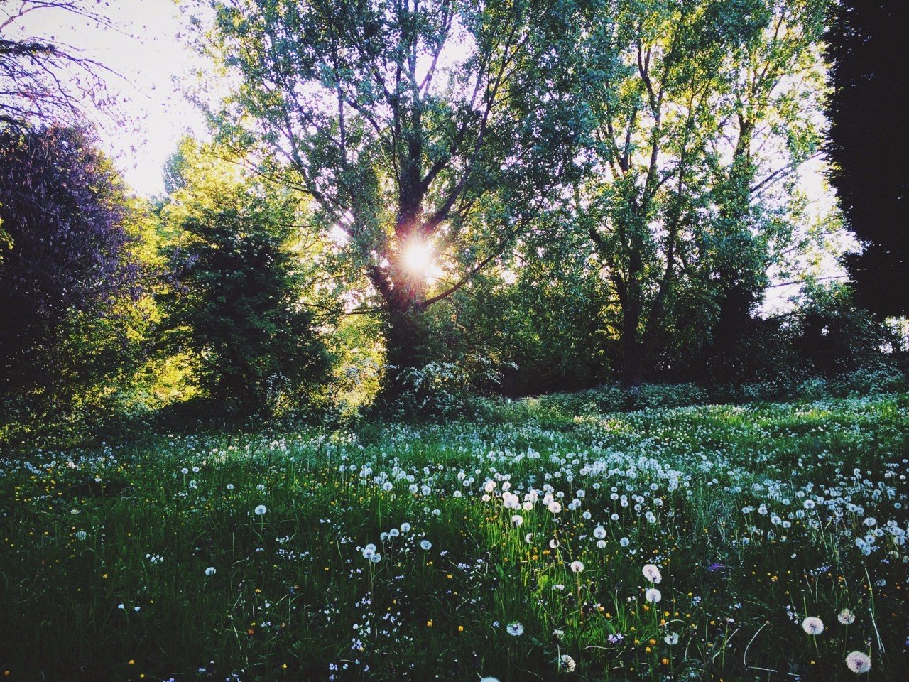 ��������� ���)