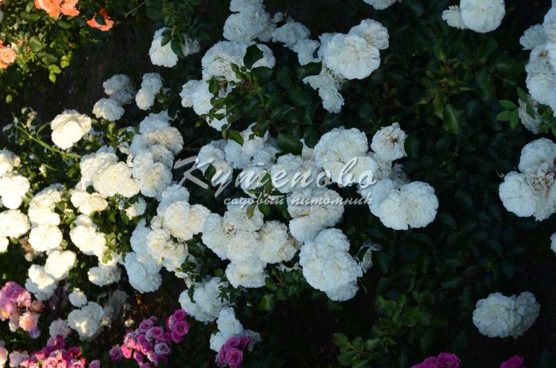 ���� �������. ������� �������� ��������. �������� �������� 2-�, 3-� �����. ������������ � ������� ��������. �������