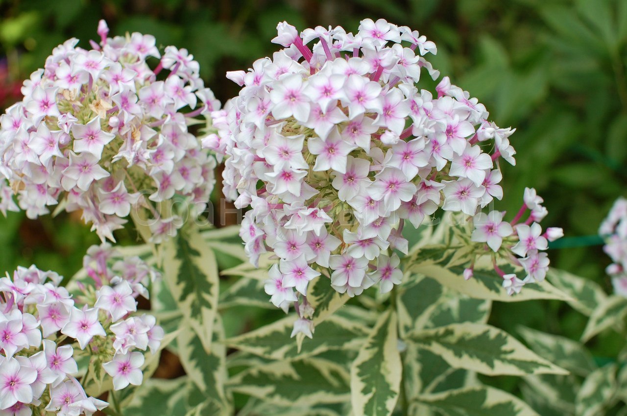 ���� �������. ��������. ������������ �������� ��� ��������� ������ ���� �� �������� ��������� ������������� ������� Savgarden - 4 ����