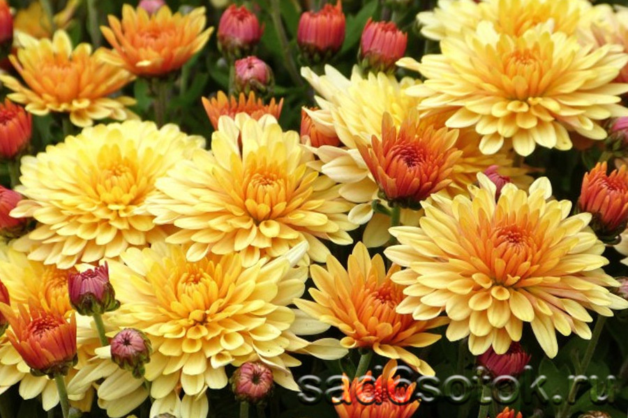 ����������� ������������ �����, ������� ��� ��, ��� ������ �� 700 ��� ������� �������� ����� ������