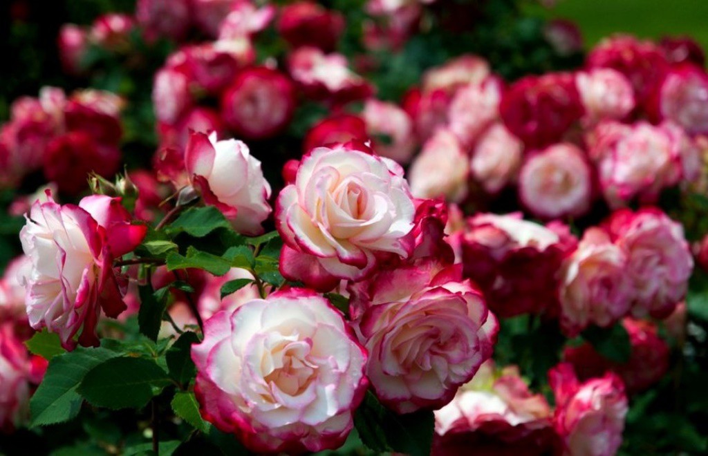 ���� ��������� (��������, ������, ������)-�����-2 (��������������). ������.