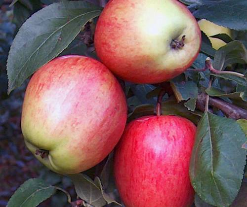 ���� �������. �������� ��� - ������� ����� �������������� ������, ��������, ������� ������� �������� ��������, ������� � ������������ �������. ������-��������.