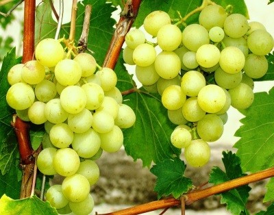 ���������!!!!���� �������. �������� ��� - ������� ����� �������������� ������, ��������, ������� ������� �������� ��������, ������� � ������������ �������. ������-��������.