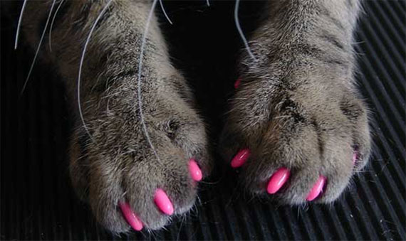 ���� �������. �����������. �����������.