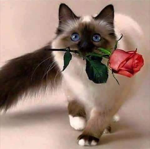 ��� ������ : ������, ���������� , �������� - ���� ����...