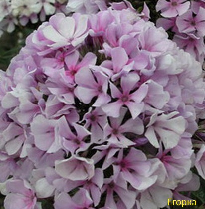 ���� �������. ��������, ����������, ������������ �� ����������� ��������� ������������� �������. 14 ����� ������� �� 85 ������. ��� ���������������� �� ������ � �������. ����� 6