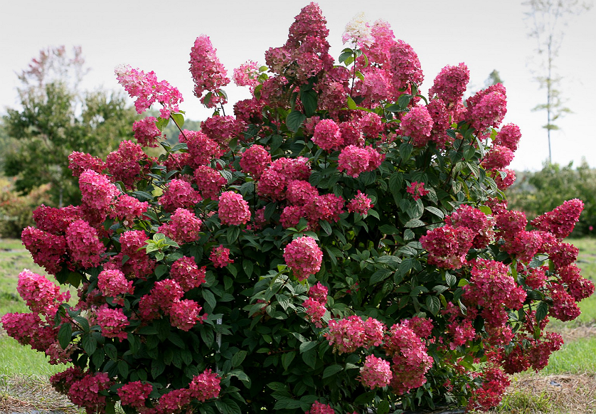 ���� �������. ����������. �������� 5 ����. ������������ �������� ��� ��������� ������ ���� �� �������� ��������� ������������� ������� Savgarden -5. � ������� ����� ����������� ���������.