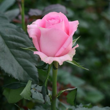 ���� �������. ������ ����� ������ ���! ������� �� ����� ������ �������������� ����. ���� ��� ������� ������. �����1