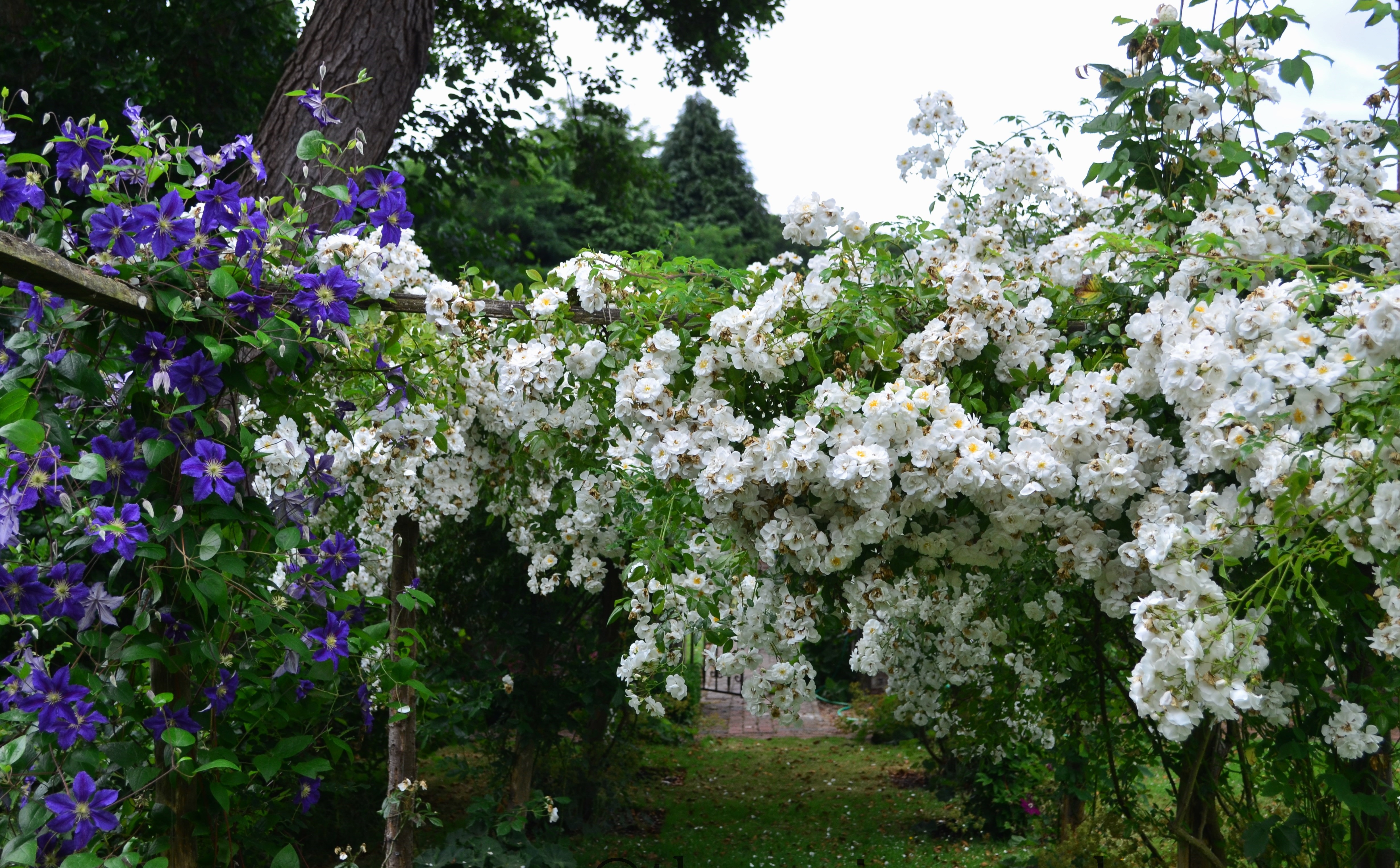 ���� �������. �����������, ������������ ���� ����-4. ����� �� ����� 2017� ���� ������!