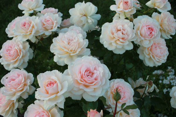 ��������� �� ����� 2017!!! ���������� ���� Harkness !!!