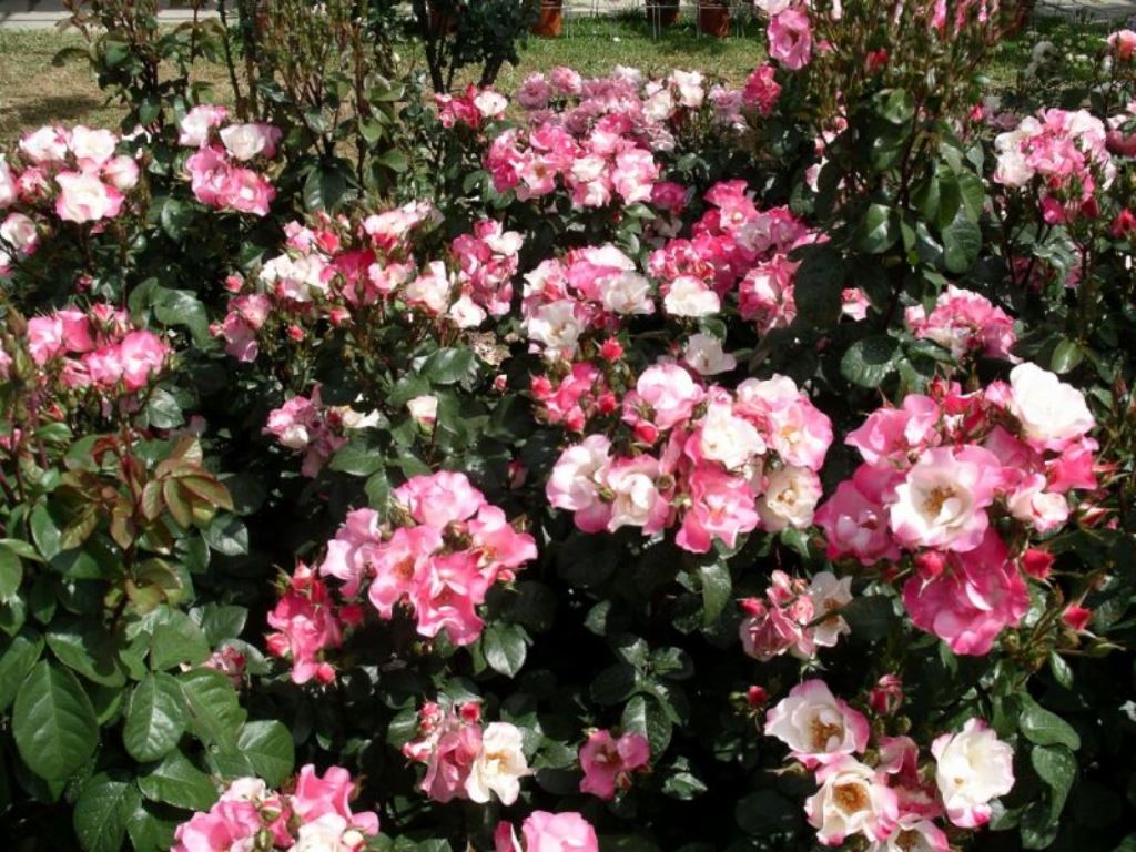 ���� Barni.����������� ���, ���� � �������-2. ��������� �� ����� 2017�