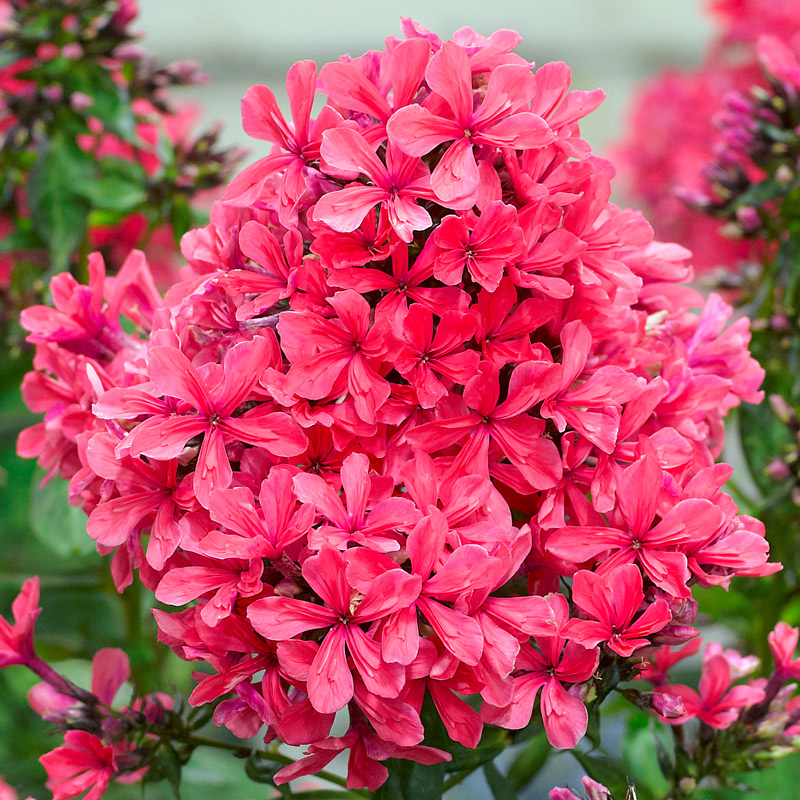 ���� �������. ��������, ����������, ������������ �� ����������� ��������� ������������� �������. ������ � �������� � ������. ����������. ����� 7, �������������� � ������