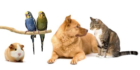 ���� �������. 3 ���! �������������. ���������. ������ ��� �������� Little One , ���� Ri0, Jr Farm. ���������� ��� ����