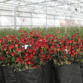 ������. ������ ����� ������ ���! ������� �� ����� ������ �������������� ����. ���� ��� ������� ������