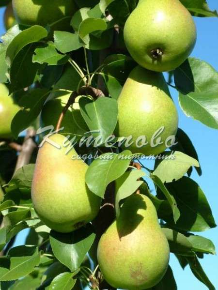 ���� �������. ��� � �������. ������� �������� ��������. �������� �������� 2-�, 3-� �����. ������������ � �������