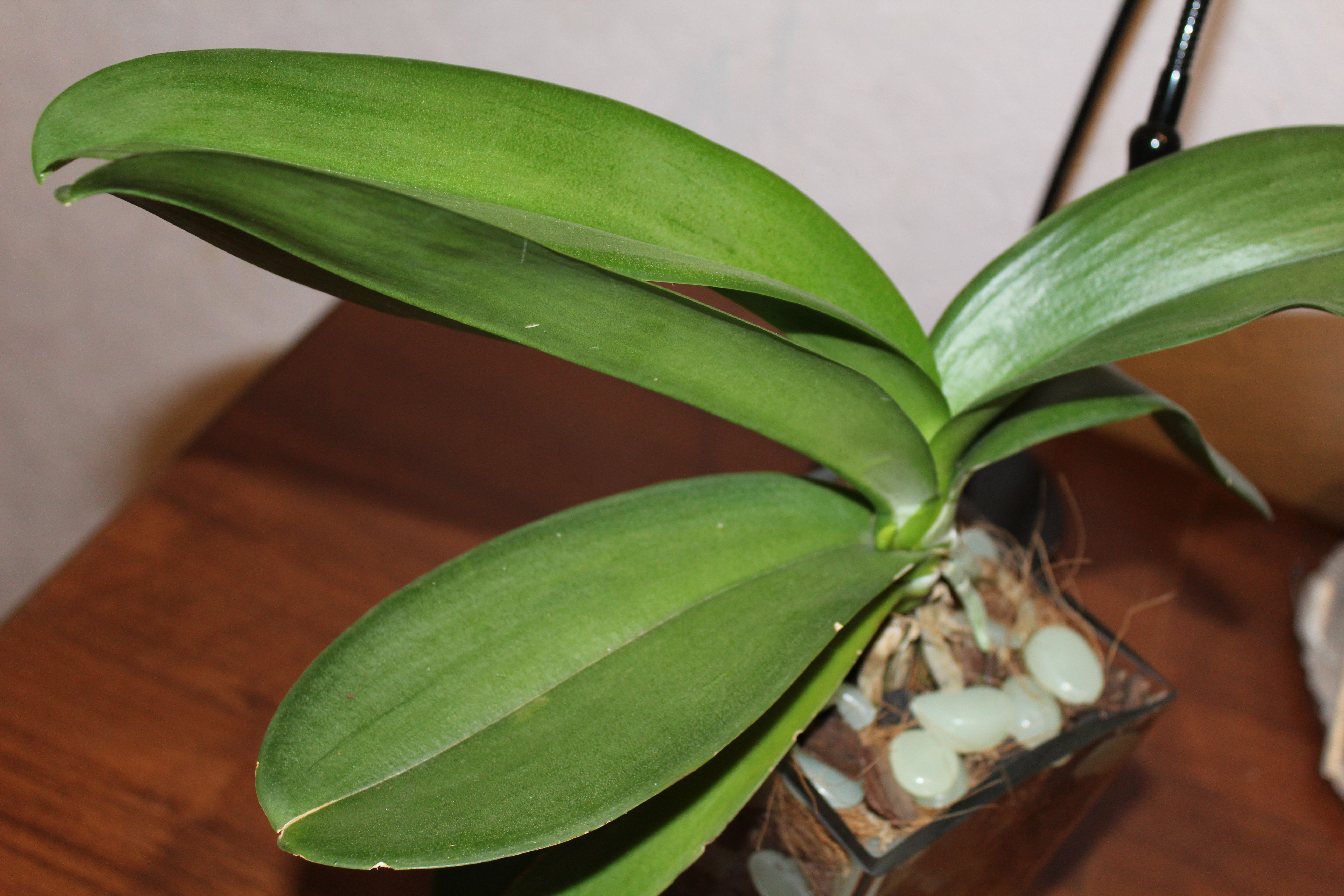 ����������� �����������