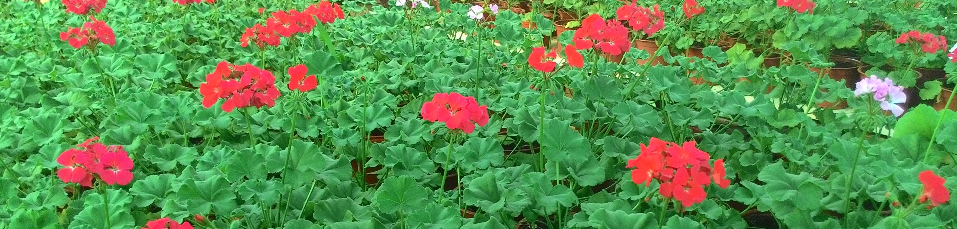 �������� ������� - 5.