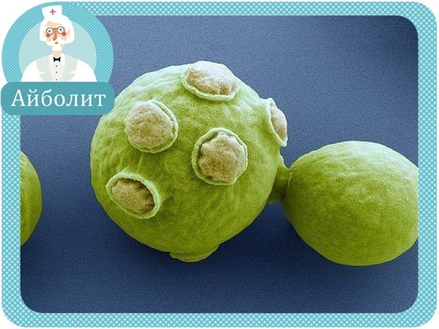 ������ ������� ������������� ������