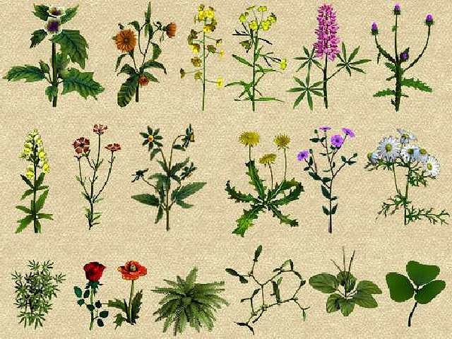 ��� � ������� ���� �������� ����������� �����: ������ ������