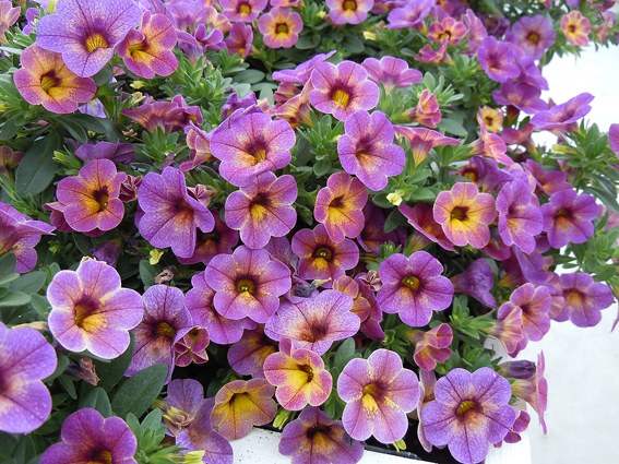 ���� �������. ������������ �������, ����������, ����������� ����������, �������, ������. ��������� �� ����� 2017