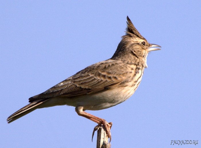 ������� ���������� ����!