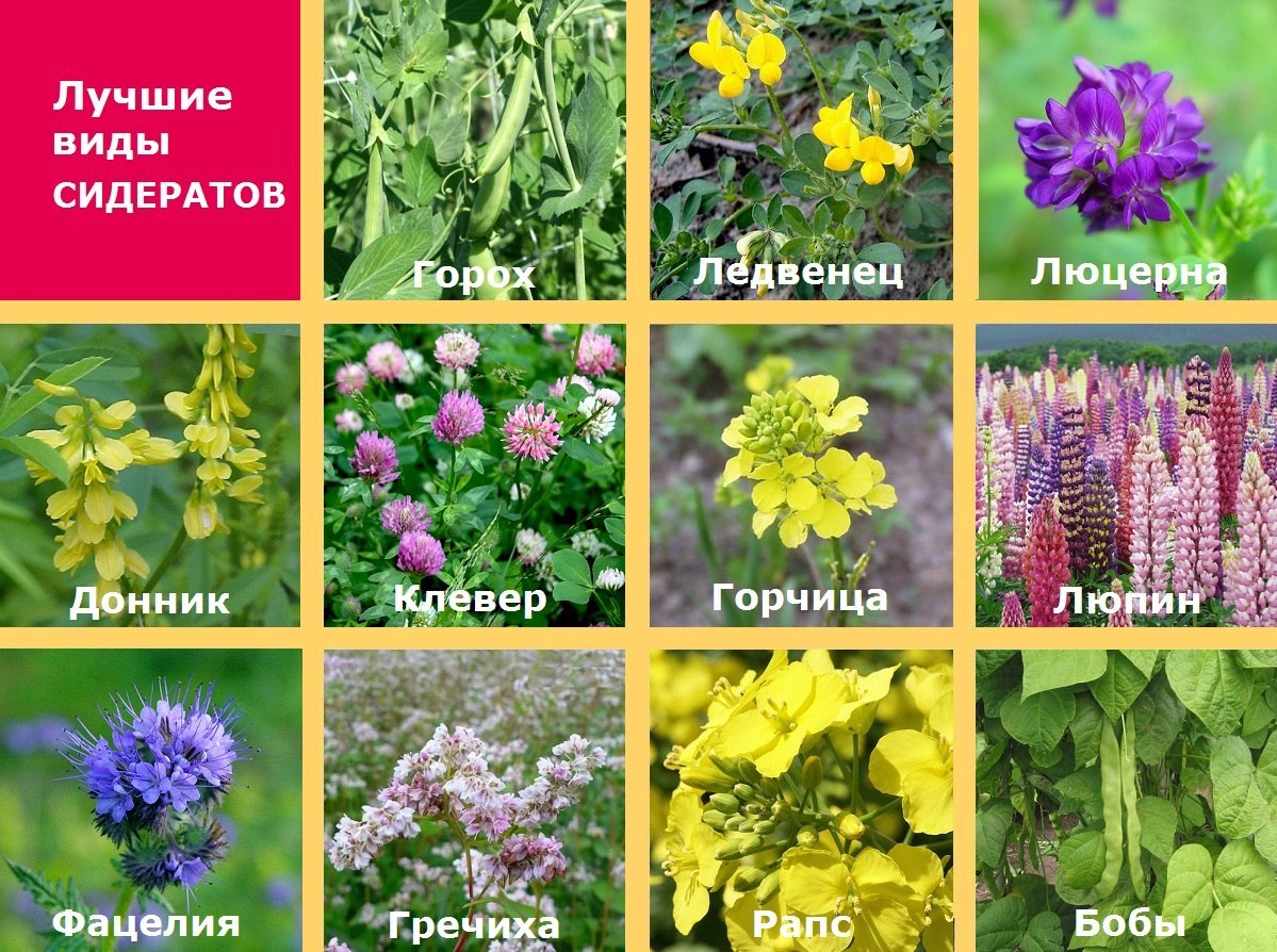 ��� ������� ����� ����� �����������