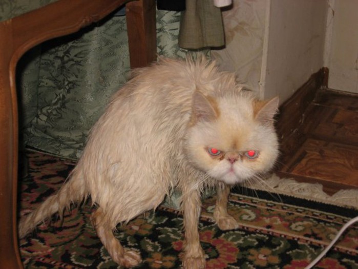 �������� ����� ����