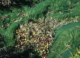 ��������� ��������� ����� (���������)