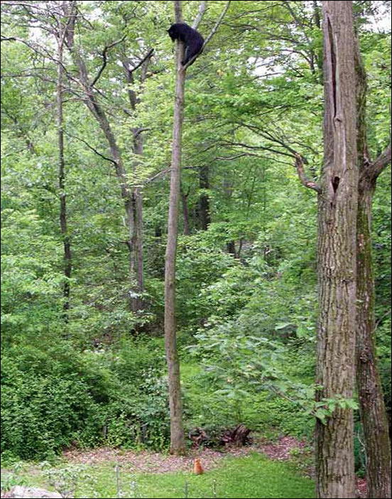 �������� ��� ������ ������ ������� �� ������