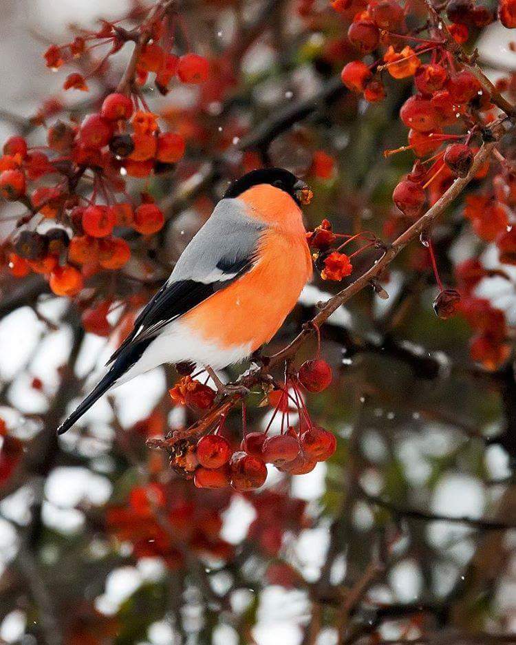 ������� ���������...