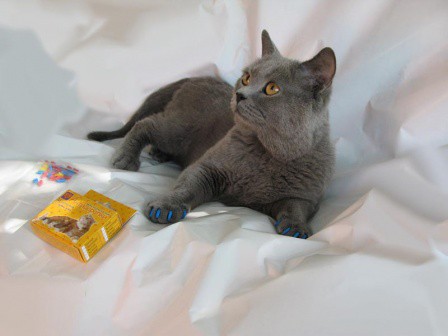 ���� �������. �����������. �����������.