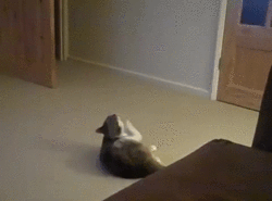 �������� ���