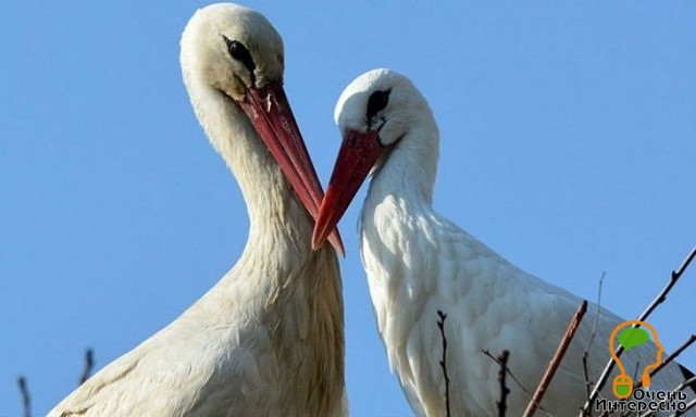 ��� ��� ������...