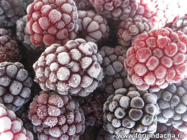 ���� �������. ���������� ��� - ����������������� �����, ������, ����� � �����. ������ ������ � ��������