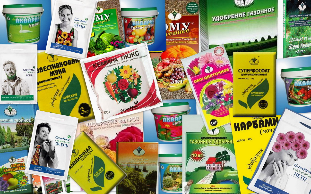 ����� ��� ����