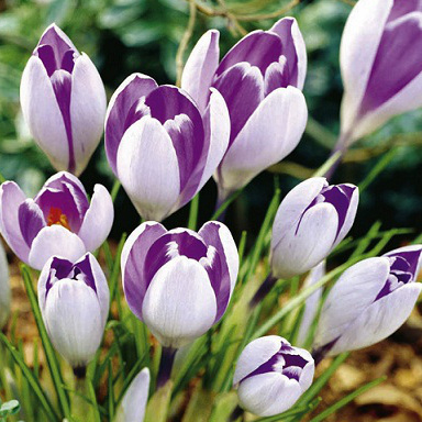 ���� �������.�������� � 8 �����. �������� ����� � ��������� ( �������, ��������,���������,�������,,������� ).3