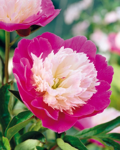 ���� �������. ����������� ����� ��� ������ ����. �����.