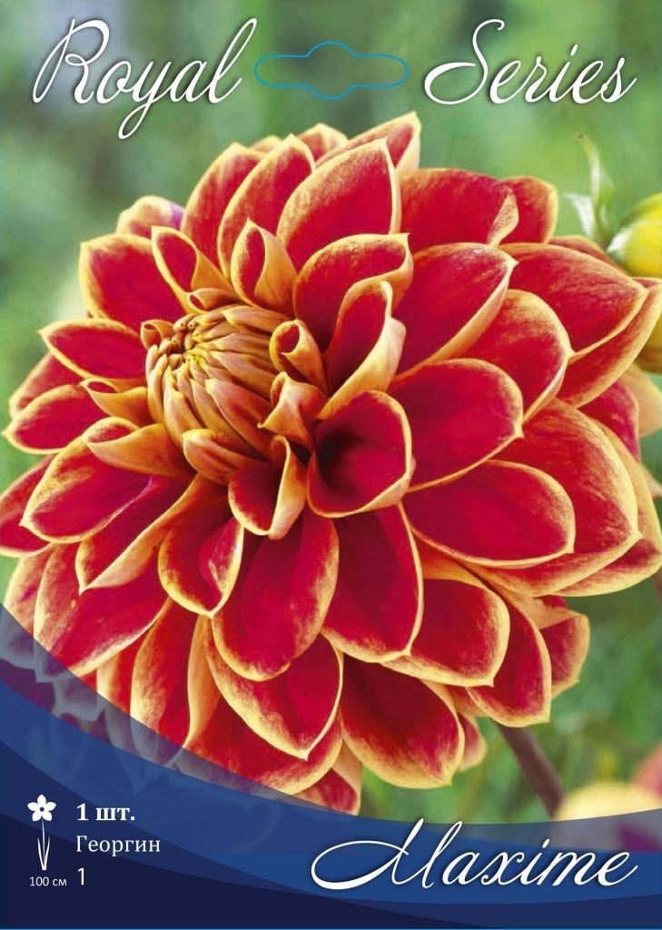 ���� �������. ������ ����� �� �� ������! ���������� �������� � �����������.