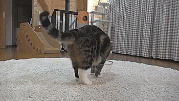 ��������� �������� ���, ����������� ������ �����