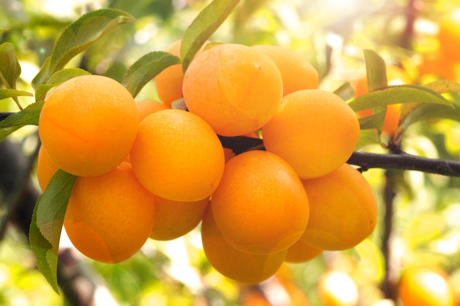 ���� �������. ��������: �������, �����, �����, ������.