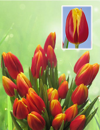 ���� �������.�������� � 8 �����. �������� ����� � ��������� ( �������, ��������,���������,�������,,������� )4