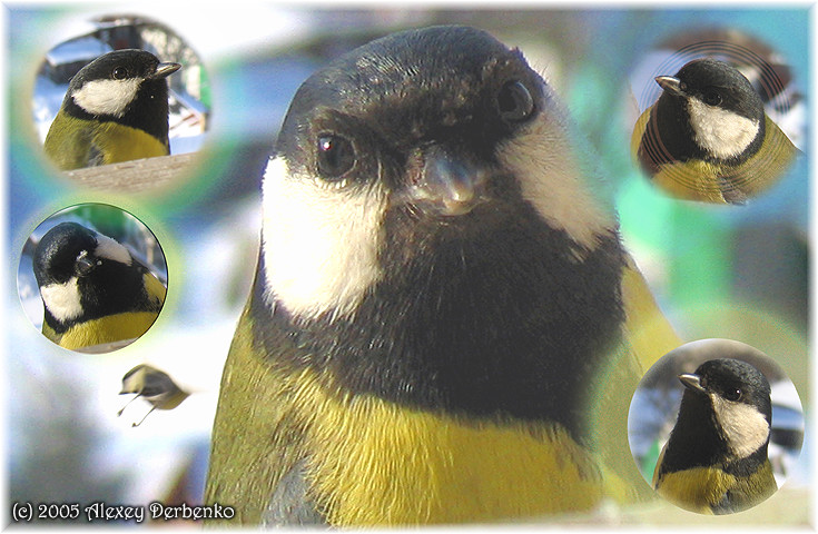 ���� ���� �� -  ��������� �������, ����� �� ����� �������� ���� ����������� ���� ������ �����...