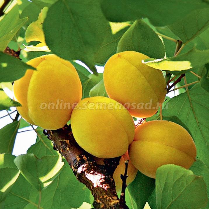 �������� ������� � ����������, ��������� �� ���*���*��� ��*�*��