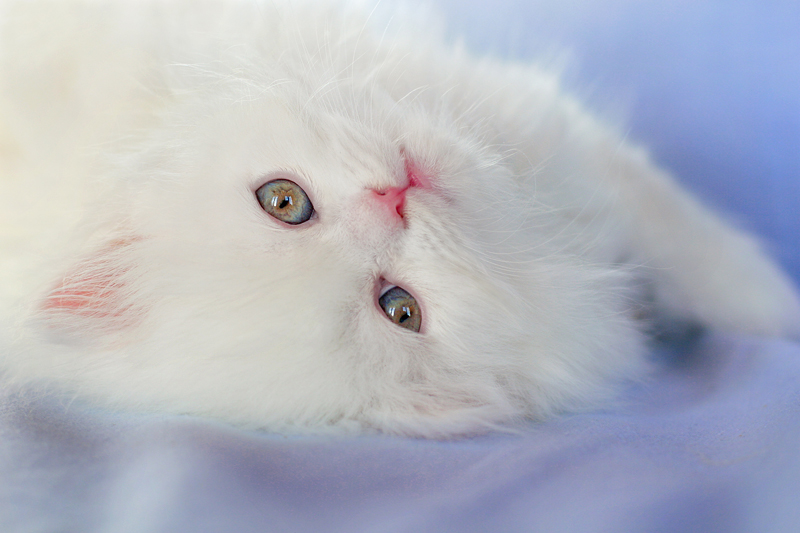 �������. �*���� �*��.��������.