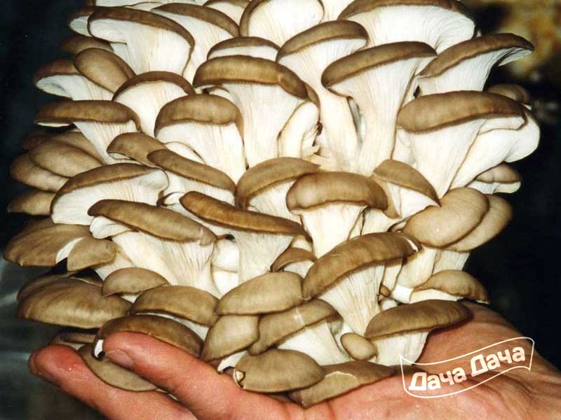 ���� �������. ������ ������� � ������ ��� ����������� ���� � ���� - 1. ���� 3 �����.