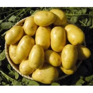 ���� �������. ������� �������� ��**��**��**��. C������� ���������.