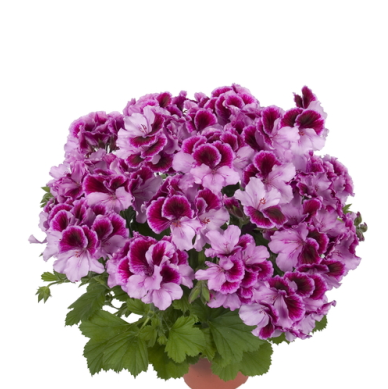 ���� �� 13.03. ������������ �������, ����������, ����������, �������, ������. �������. ��������� �� ����� 2017. ���� 2.