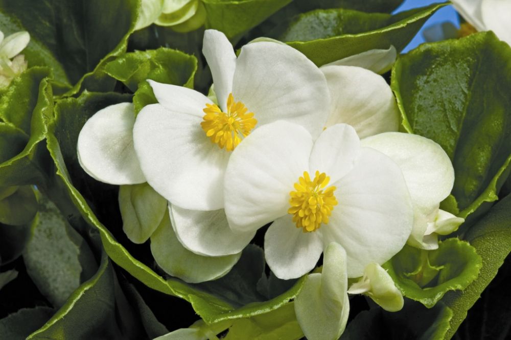 ���� �� 28.03. ������� � ��������� ������� �� ��������� Garden Flora. ��� ������� � ������� ����������� � ����� ����.